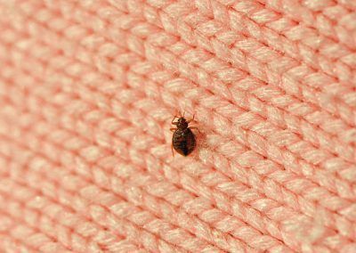 Picture of Bed Bug