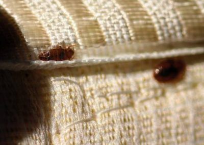 Picture of Bed Bug