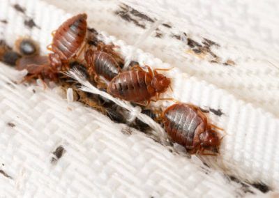 Picture of Bed Bugs