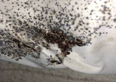 Picture of Bed Bug infestation