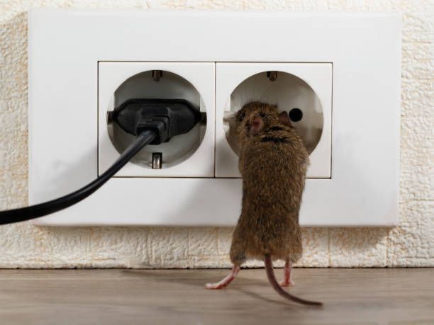 A mouse is sticking its head into an electrical outlet.