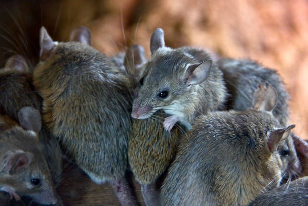 A group of mice are huddled together in a pile.