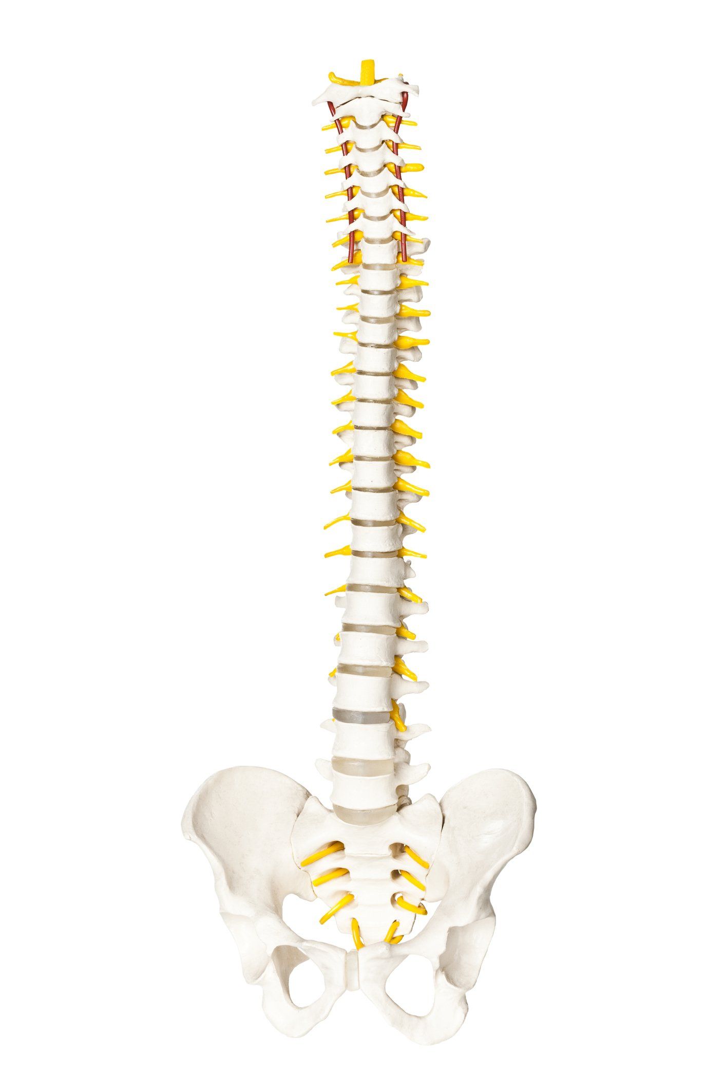 3D Spine Image — Chico, CA — Dollinger Chiropractic Clinic
