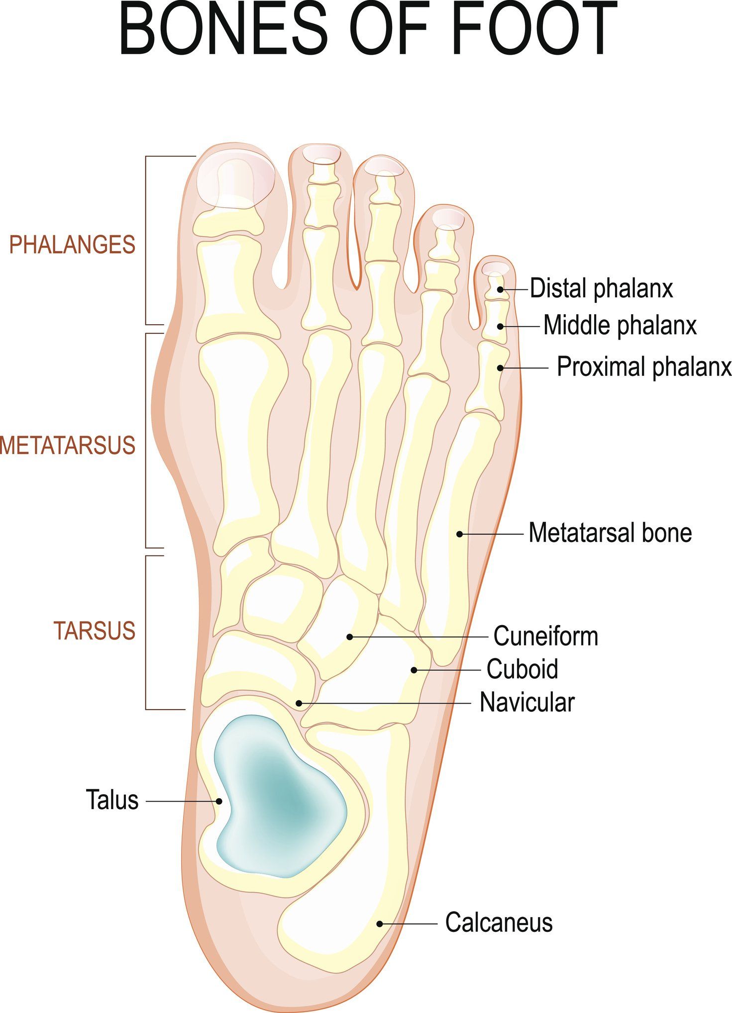 Foot Diagram — Chico, CA — Dollinger Chiropractic Clinic
