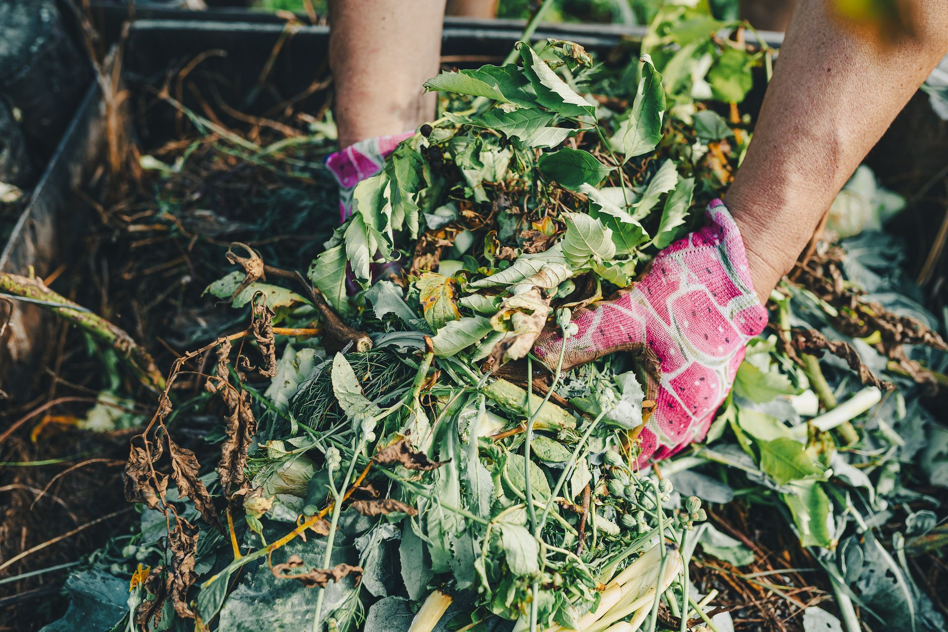 Sustainable composting with pink gloves managing agricultural waste efficiently.
