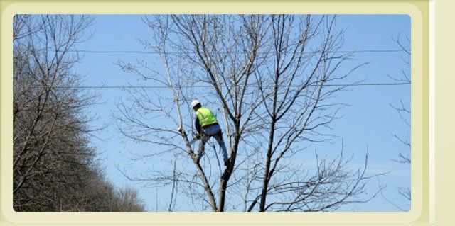 Appleton Tree Cutting Service, Appleton Tree Service, A and B tree Service