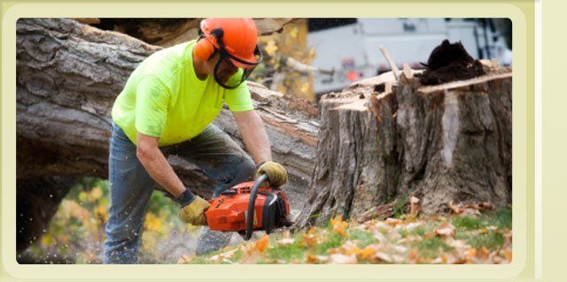 Appleton Tree Trimming Service, Tree service for tree removal