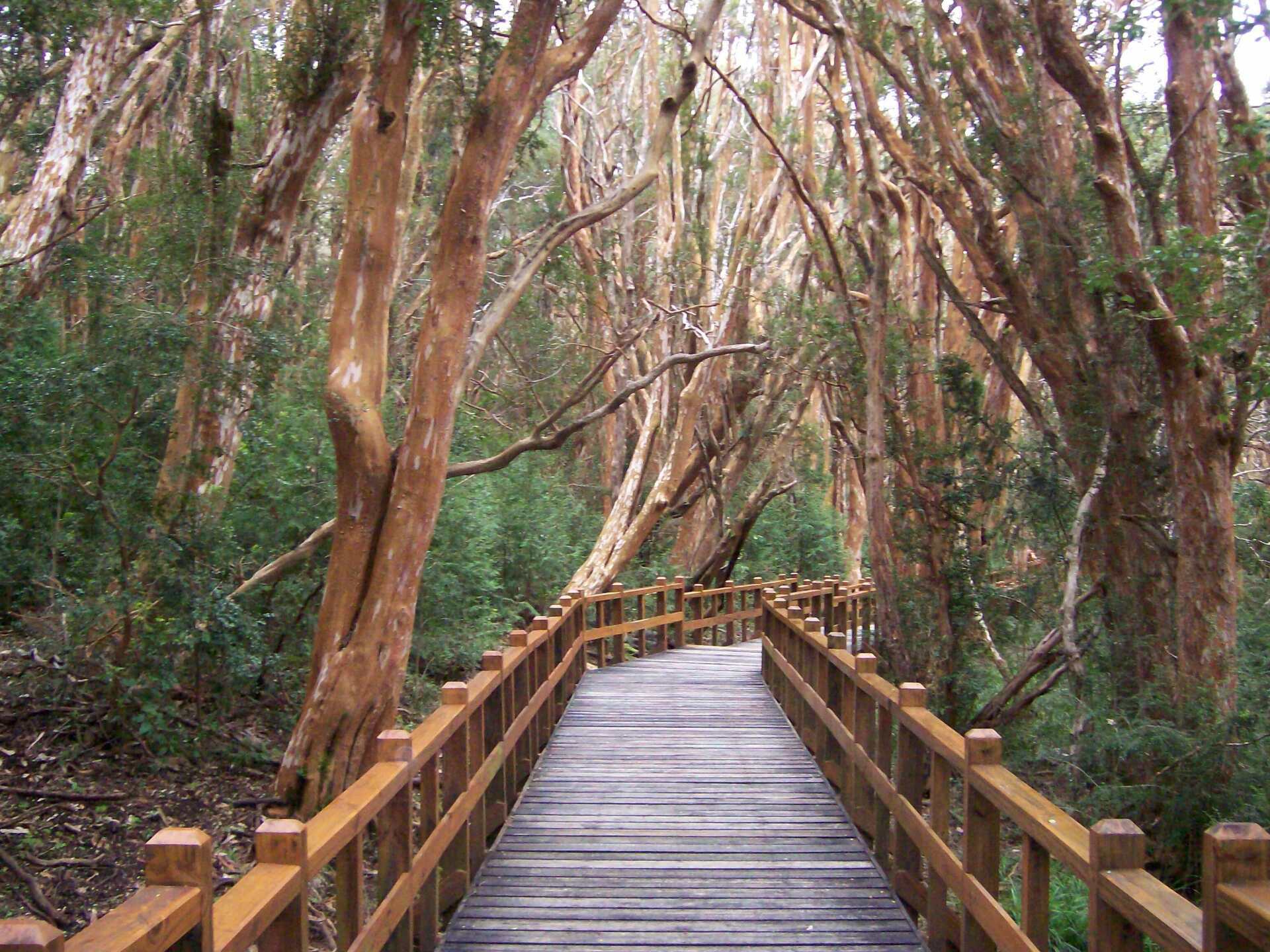a wooden bridge in the middle of a forest