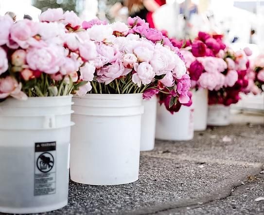 A Row Of White Buckets Filled With Pink Flowers — Hello Poppy Lane Florist In Ebden, VIC