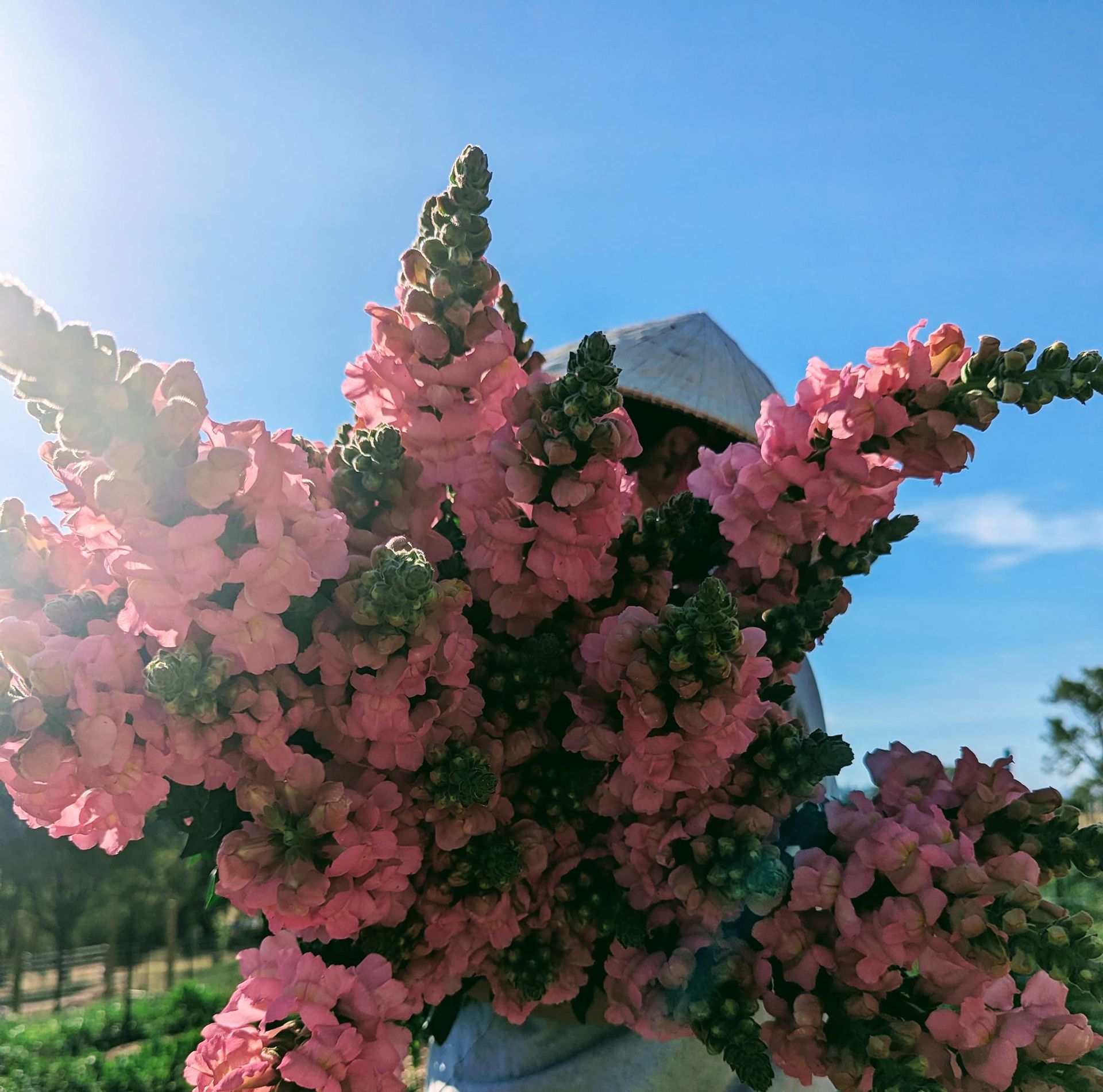 A Person is Holding a Bouquet of Pink Flowers — Hello Poppy Lane Florist In Albury, NSW