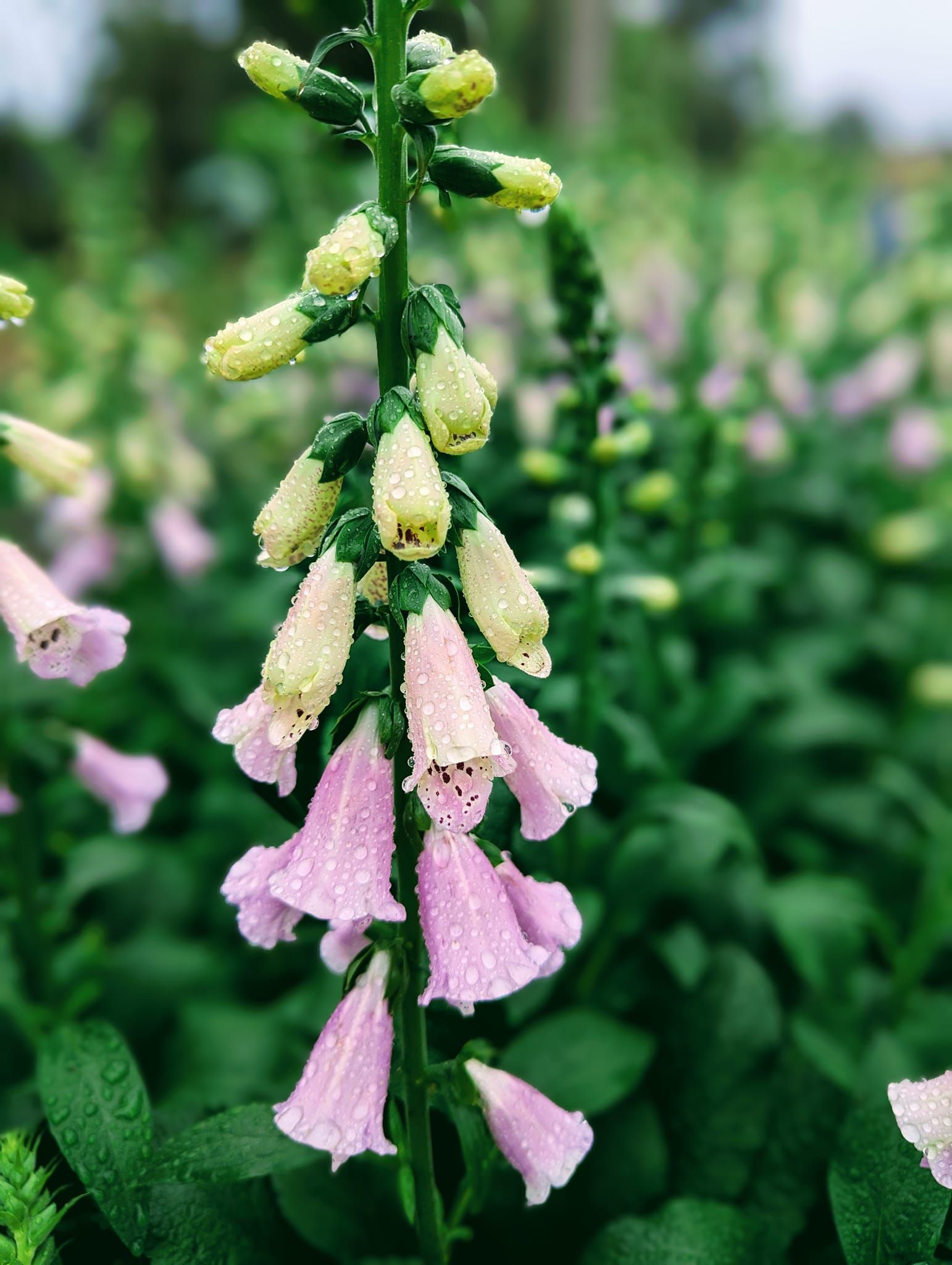 A Close Up of a Pink and Yellow Flower With Water Drops on It — Hello Poppy Lane Florist In Albury, NSW