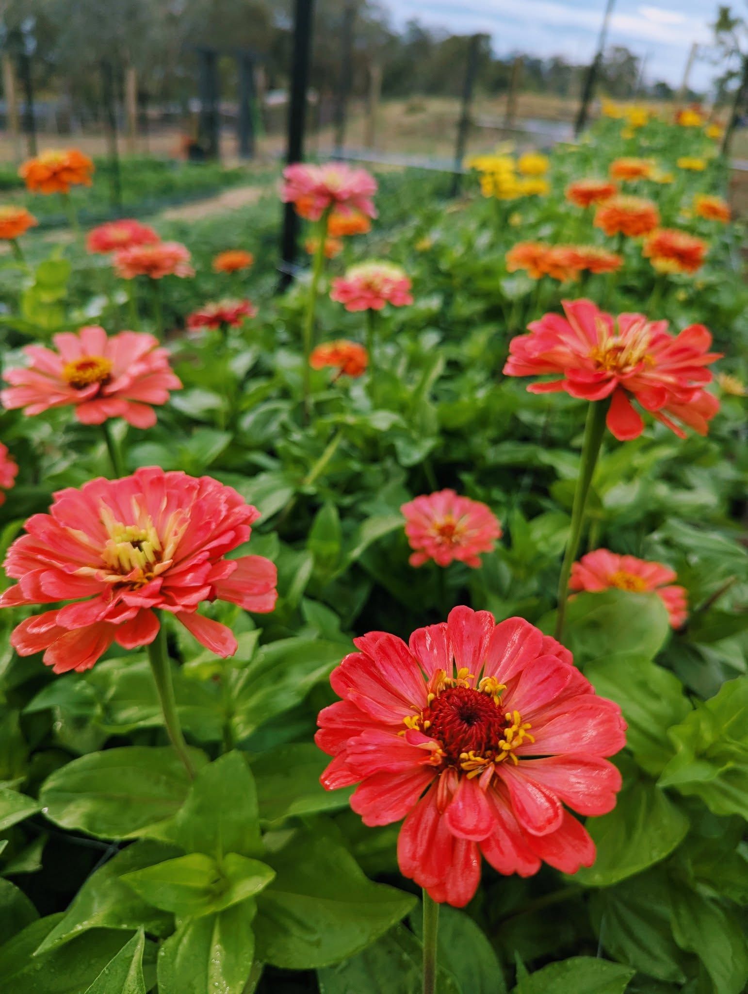 A Bouquet of White Flowers and Green Leaves in a Vase — Hello Poppy Lane Florist In Albury, NSW