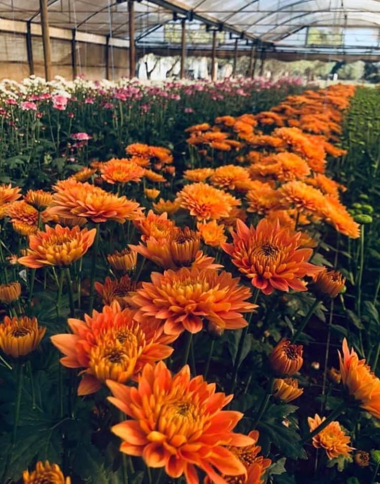 A Greenhouse Filled With Lots of Orange Flowers — Hello Poppy Lane Florist In Ebden, VIC