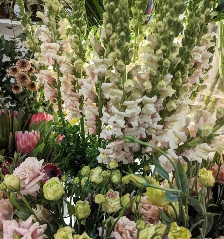 A Bunch of Flowers Are Growing in a Garden — Hello Poppy Lane Florist In Wodonga, VIC