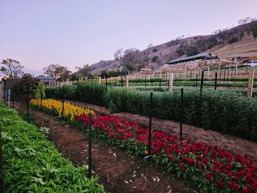 There Are Many Different Types of Flowers in This Garden — Hello Poppy Lane Florist In Albury, NSW