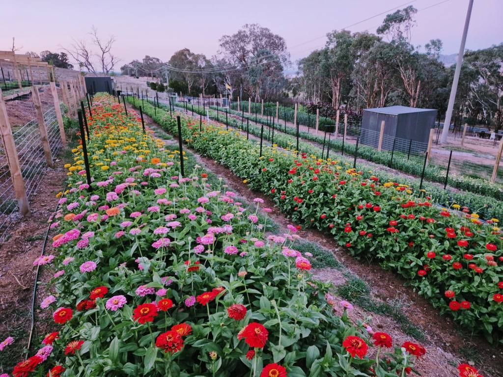There Are Many Different Types of Flowers in This Garden — Hello Poppy Lane Florist In Albury, NSW