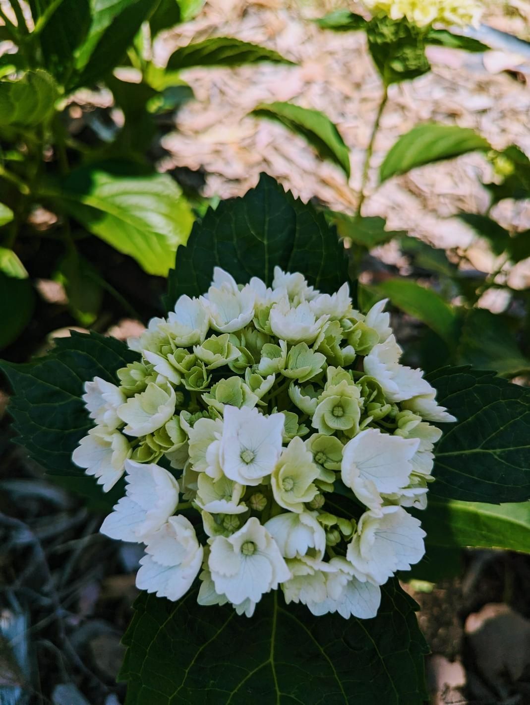 A Close Up of a White Flower With Green Leaves — Hello Poppy Lane Florist In Wodonga, VIC