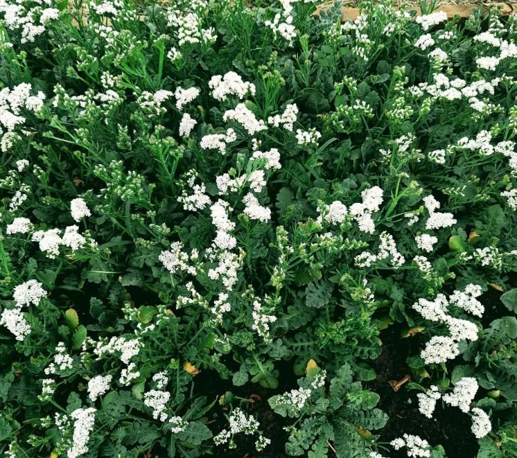 A Bush With White Flowers and Green Leaves — Hello Poppy Lane Florist In Wodonga, VIC