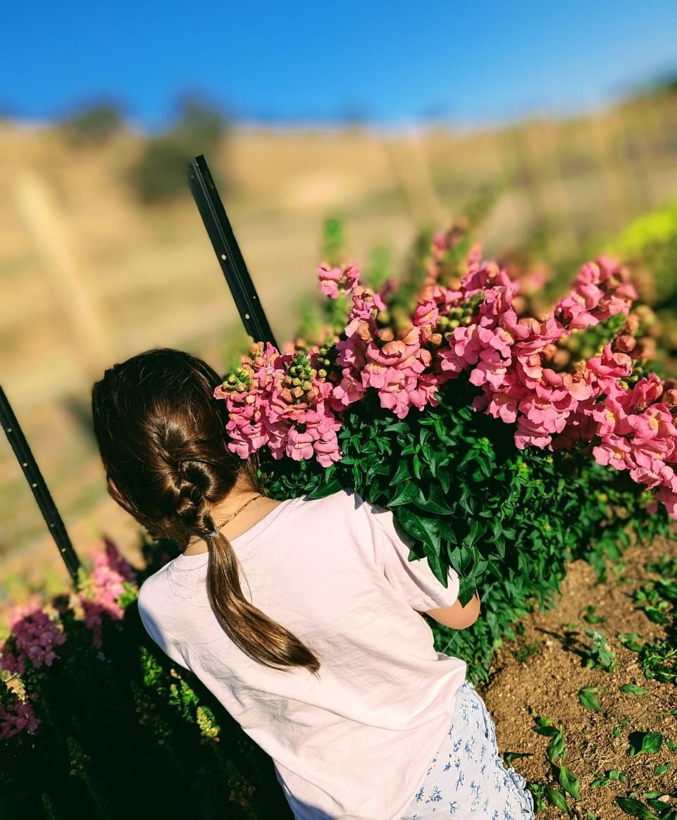 A Little Girl is Sitting in a Field of Pink Flowers — Hello Poppy Lane Florist In Wodonga, VIC