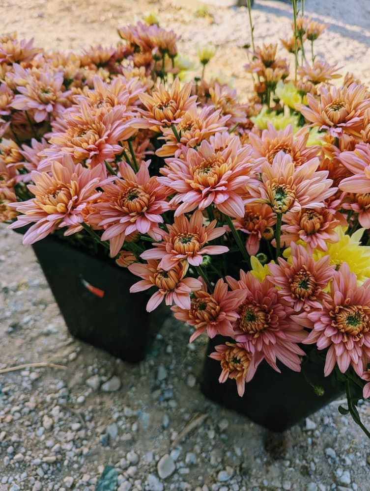 A Bunch of Pink and Yellow Flowers in Black Pots on the Ground — Hello Poppy Lane Florist In Wodonga, VIC