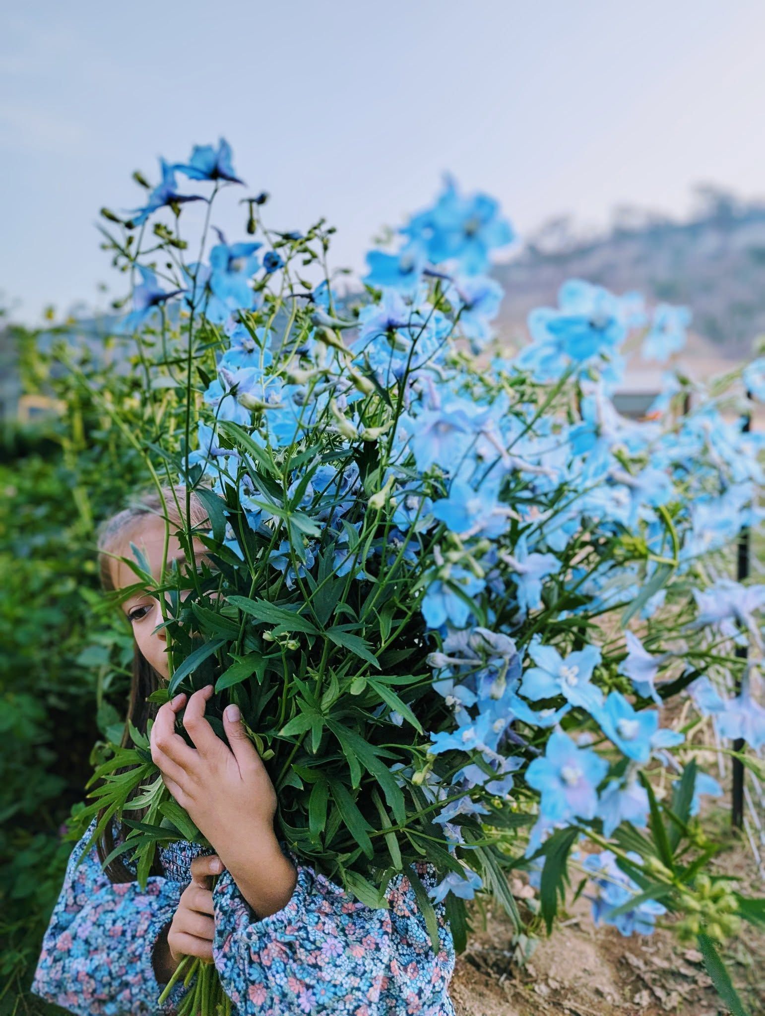 A Woman is Holding a Bouquet of Blue Flowers in Front of Her Face — Hello Poppy Lane Florist In Albury, VIC
