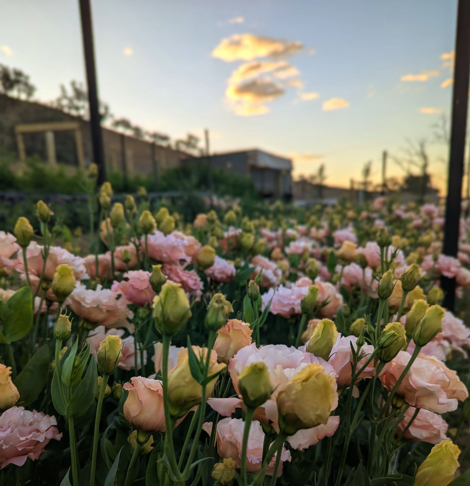 A Field of Pink and Yellow Flowers With a Sunset in the Background — Hello Poppy Lane Florist In Rutherglen, NSW