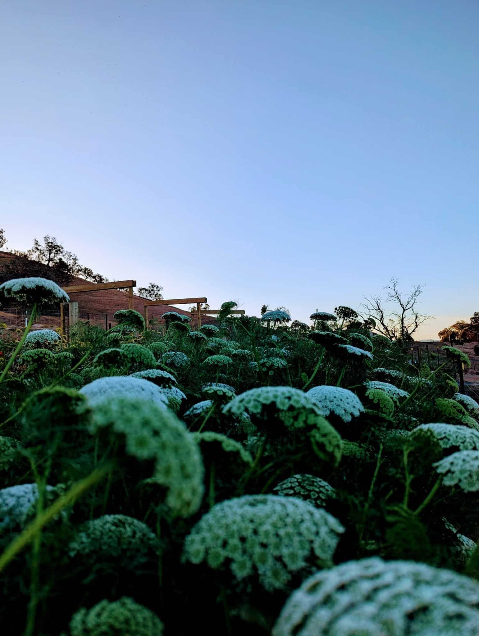 A Field of Flowers With a Blue Sky in the Background — Hello Poppy Lane Florist In Rutherglen, NSW