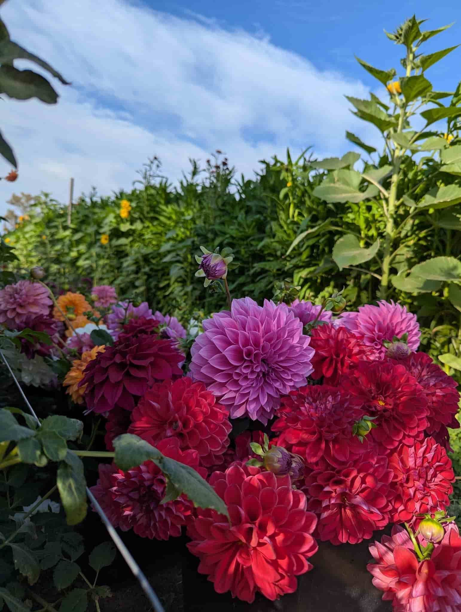 A Bunch of Red and Purple Flowers Are Growing in a Garden — Hello Poppy Lane Florist In Rutherglen, NSW