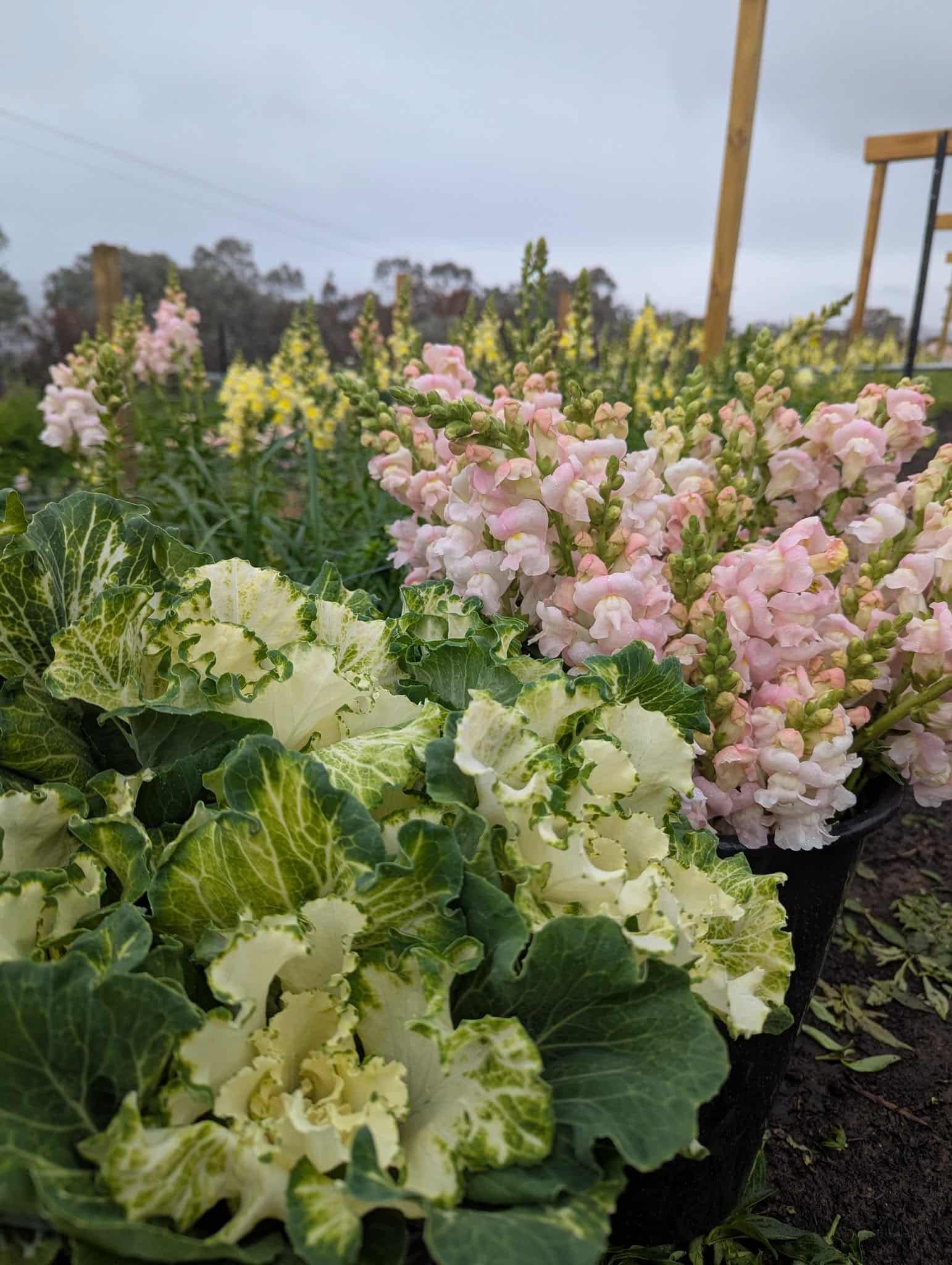 A Bunch of Flowers Are Growing in Pots in a Garden — Hello Poppy Lane Florist In Rutherglen, NSW