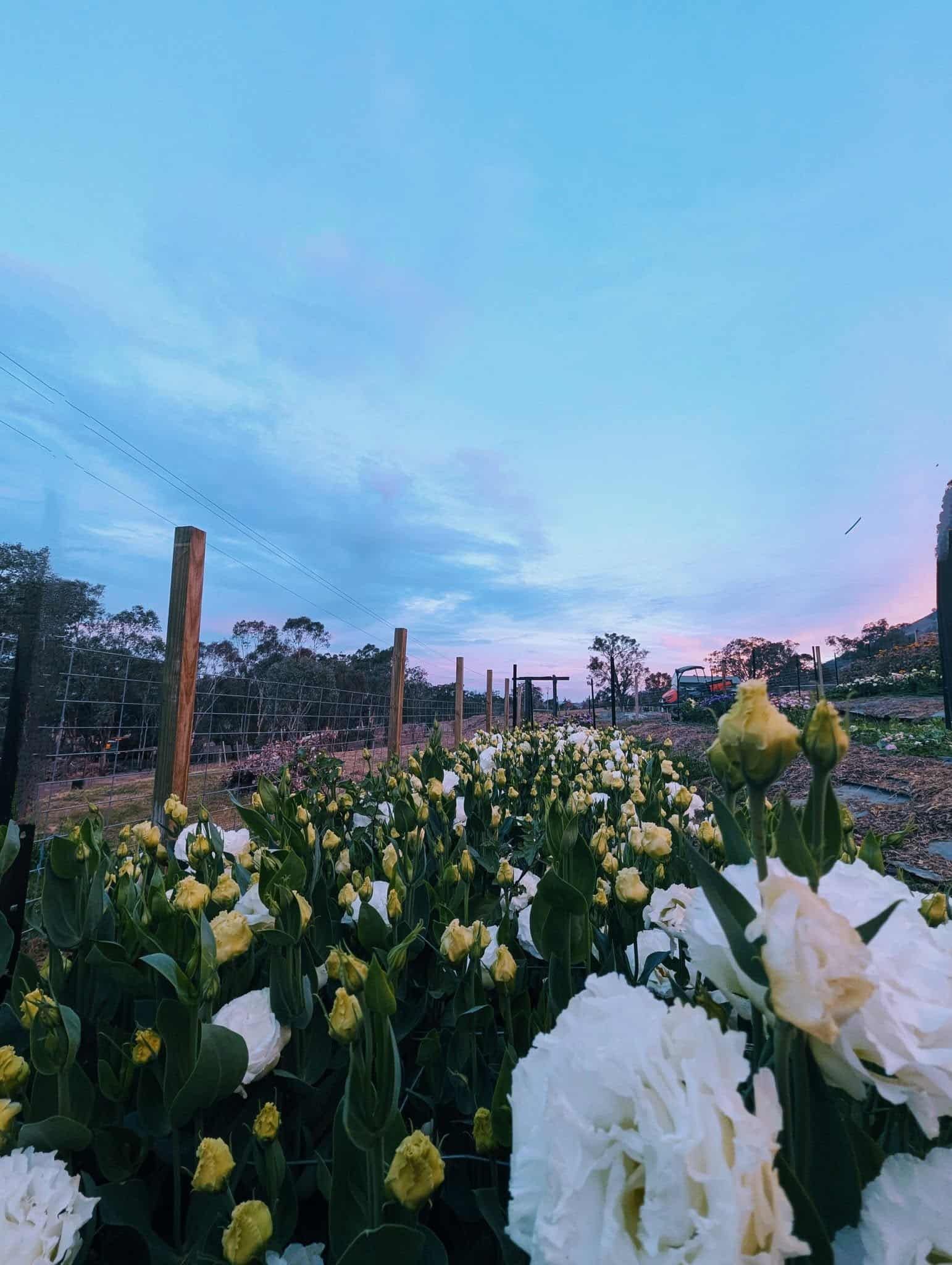 A Field of White and Yellow Flowers With a Blue Sky in the Background — Hello Poppy Lane Florist In Rutherglen, NSW
