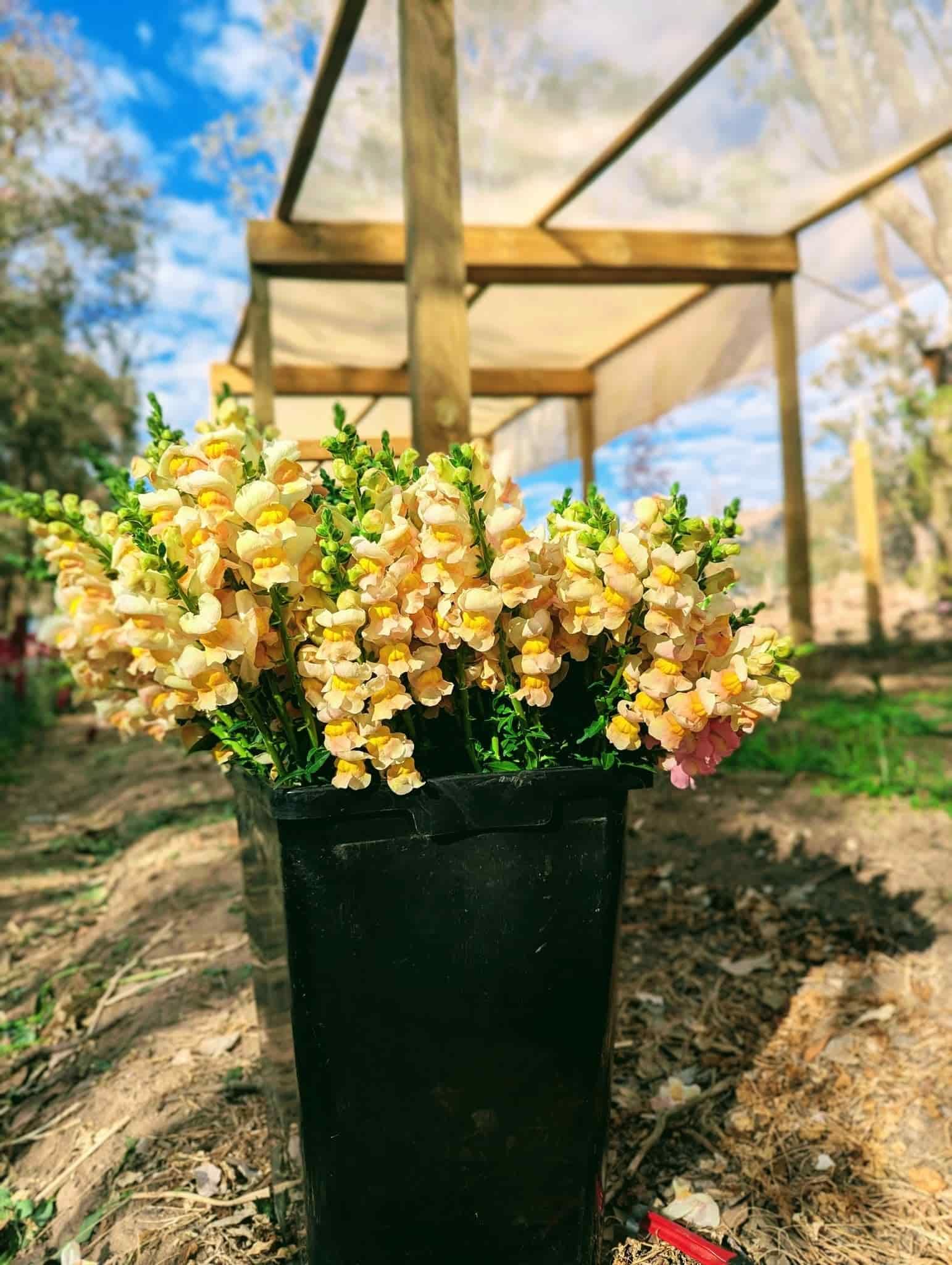 A Black Pot Filled With Yellow Flowers is Sitting on the Ground — Hello Poppy Lane Florist In Rutherglen, NSW