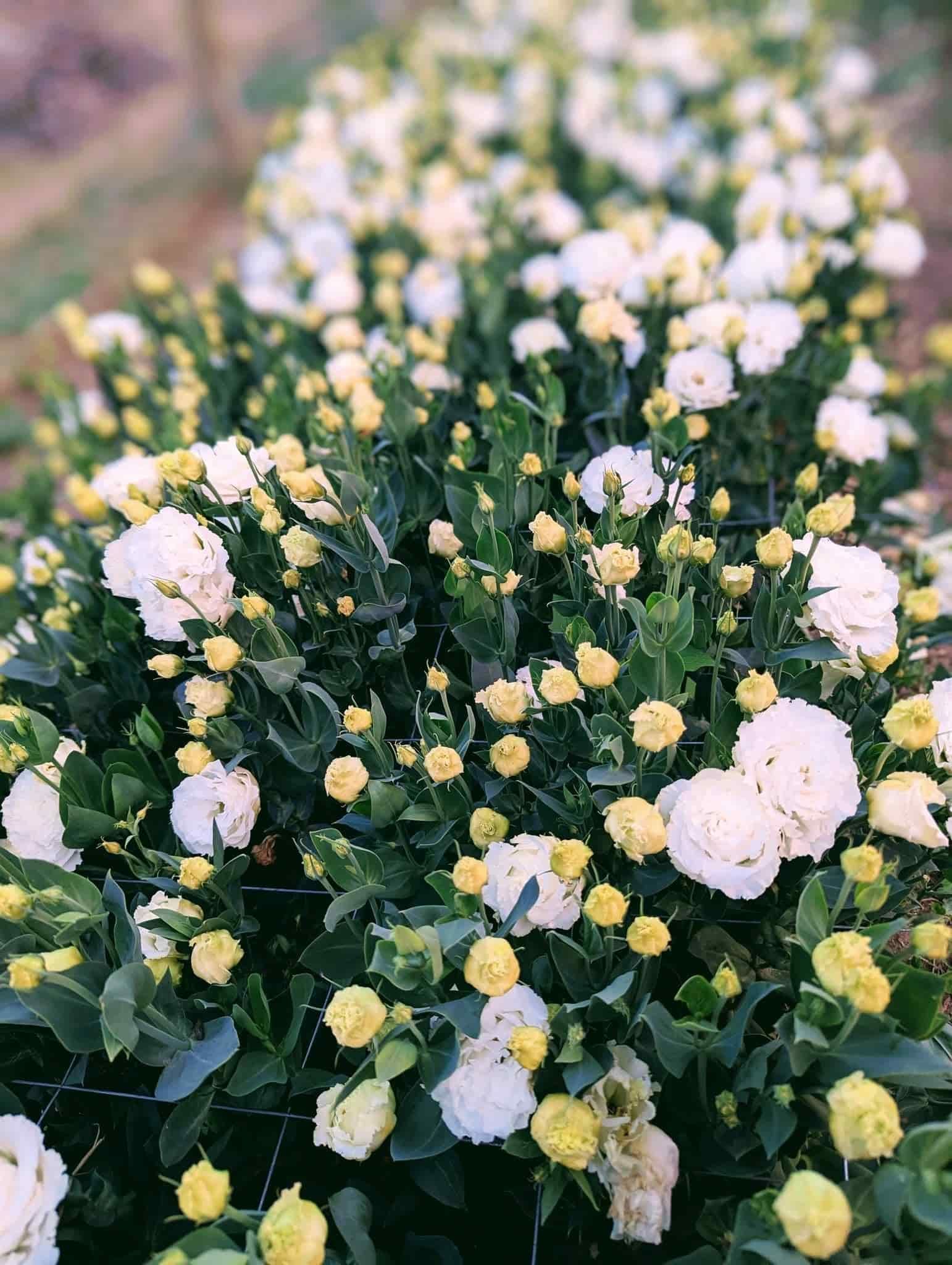 A Bunch of White and Yellow Flowers Are Growing in a Garden — Hello Poppy Lane Florist In Rutherglen, NSW