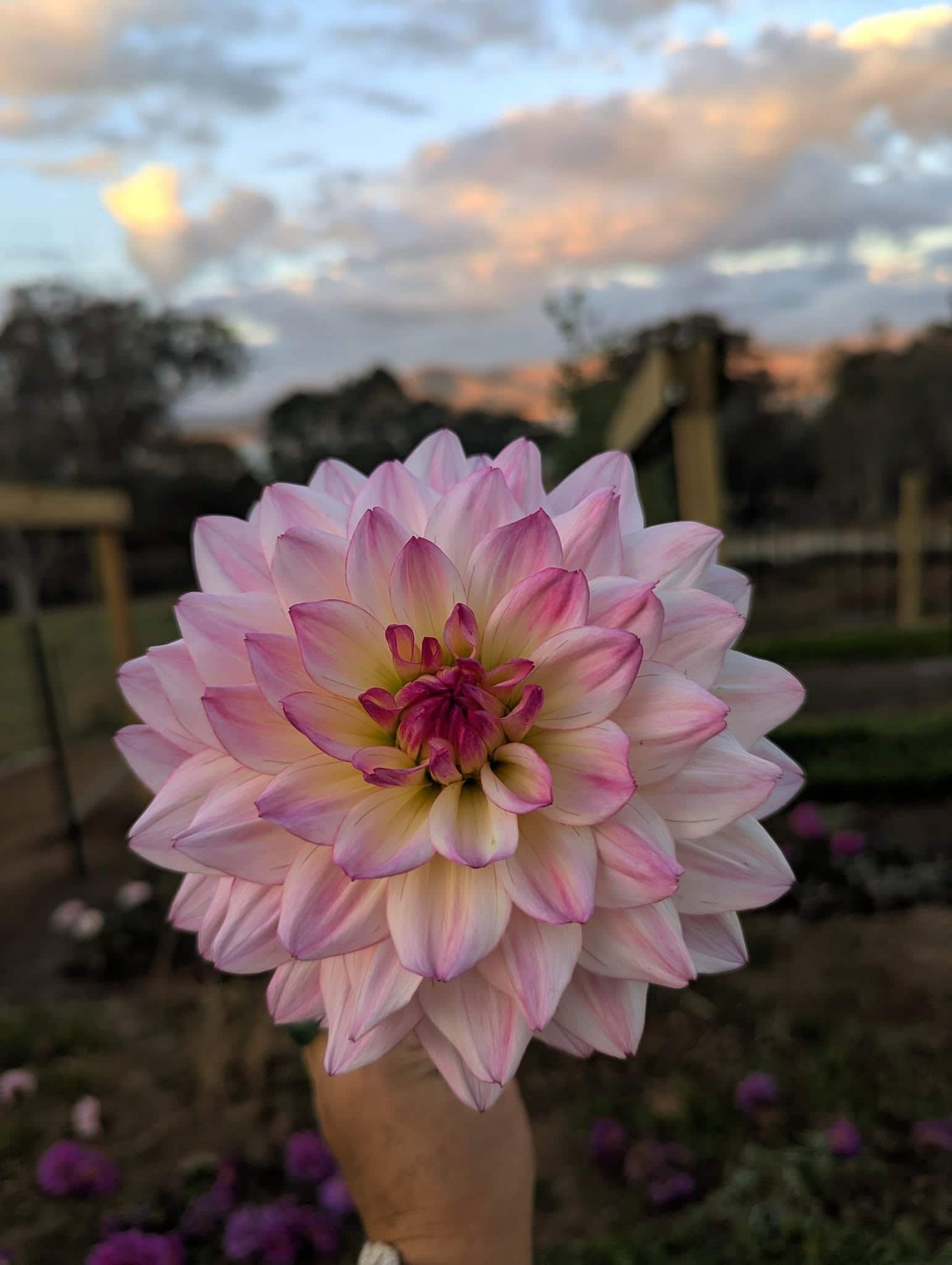 A Person is Holding a Pink Flower in Their Hand — Hello Poppy Lane Florist In Rutherglen, NSW