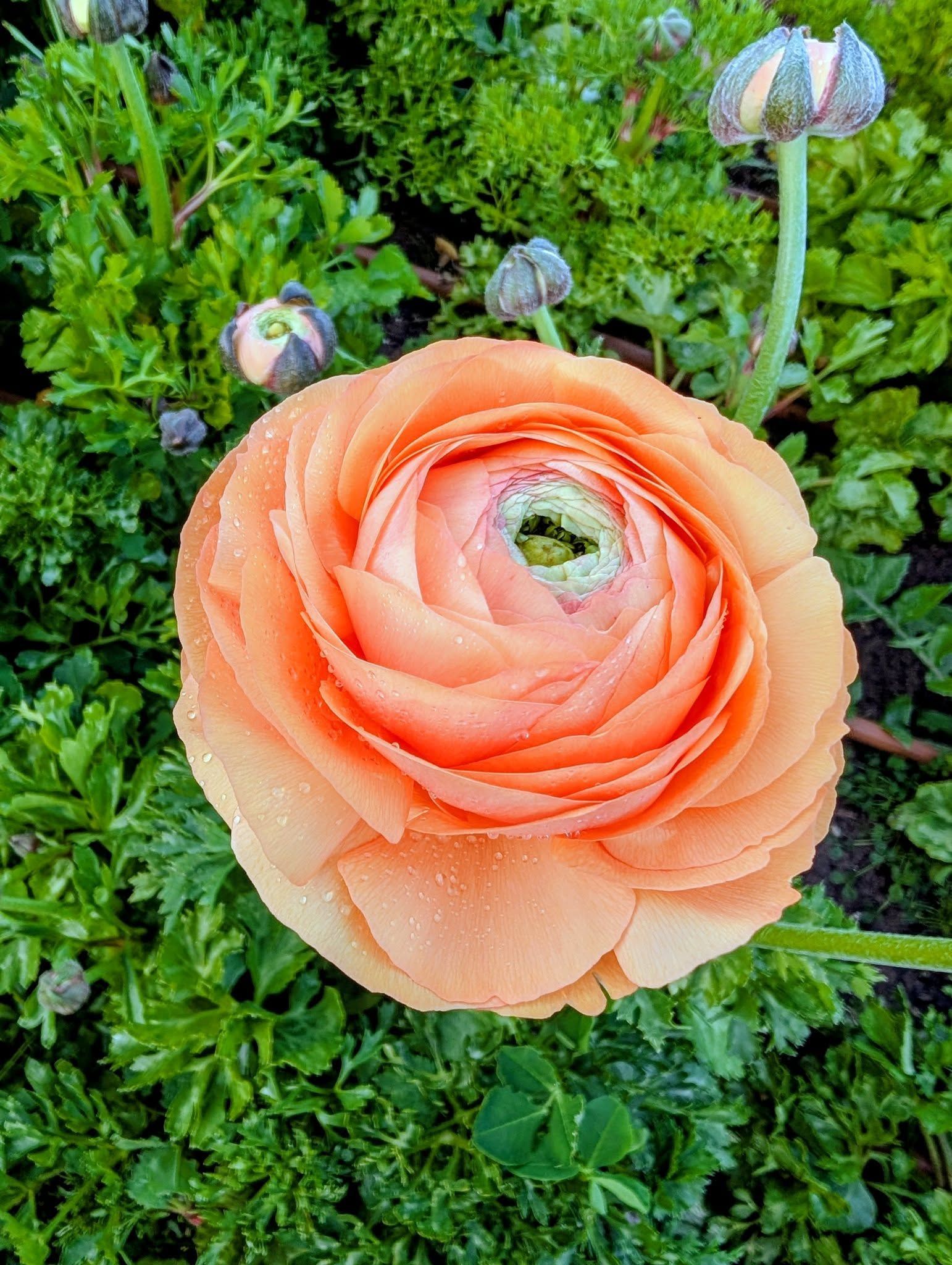 Orange Ranunculus Flower With Tight Spiral Petals and Green Foliage — Hello Poppy Lane Florist In Albury, NSW