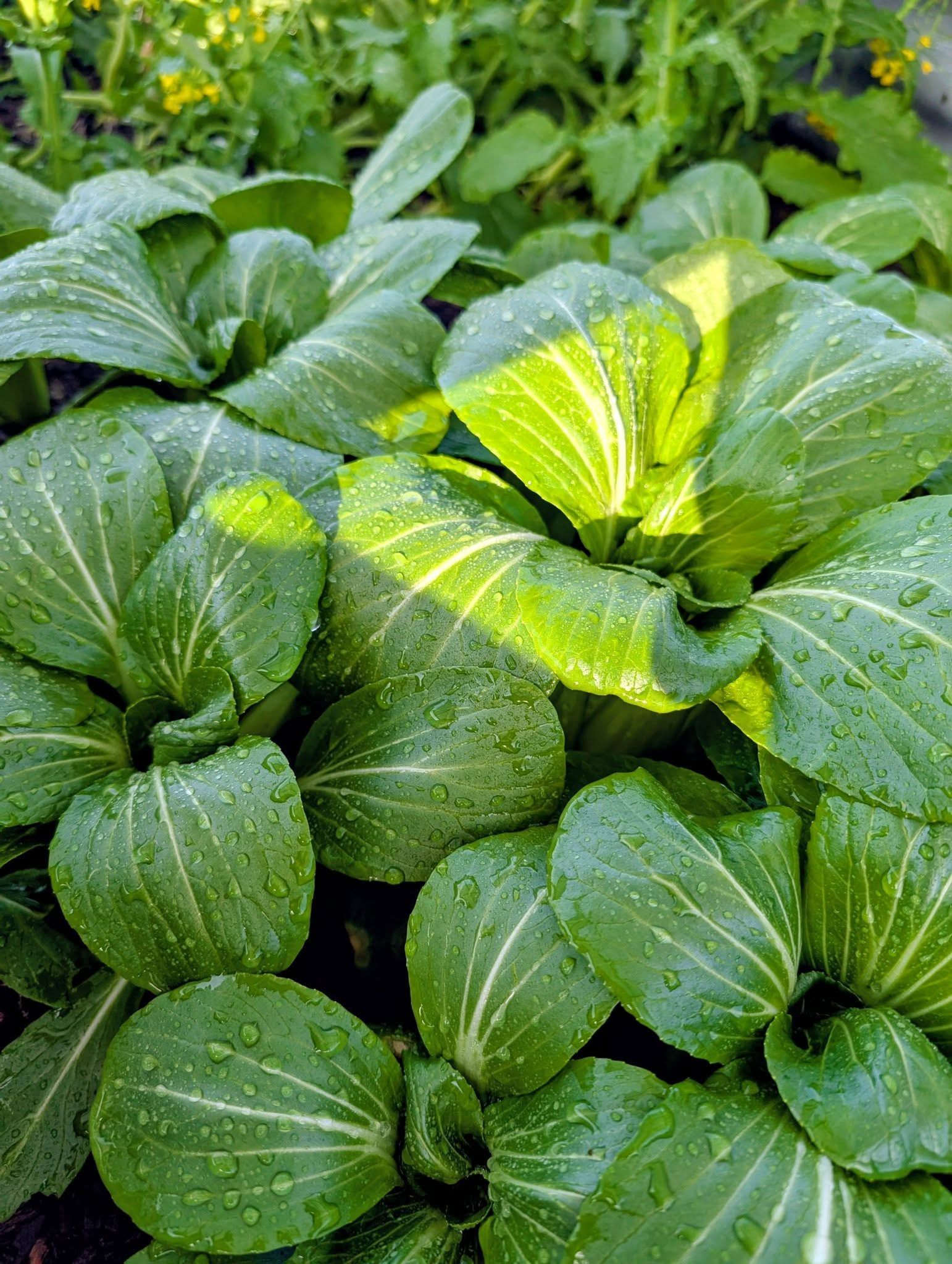 Close-Up of Fresh, Green Bok Choy Plants With Water Droplets, Growing Outdoors — Hello Poppy Lane Florist In Albury, NSW