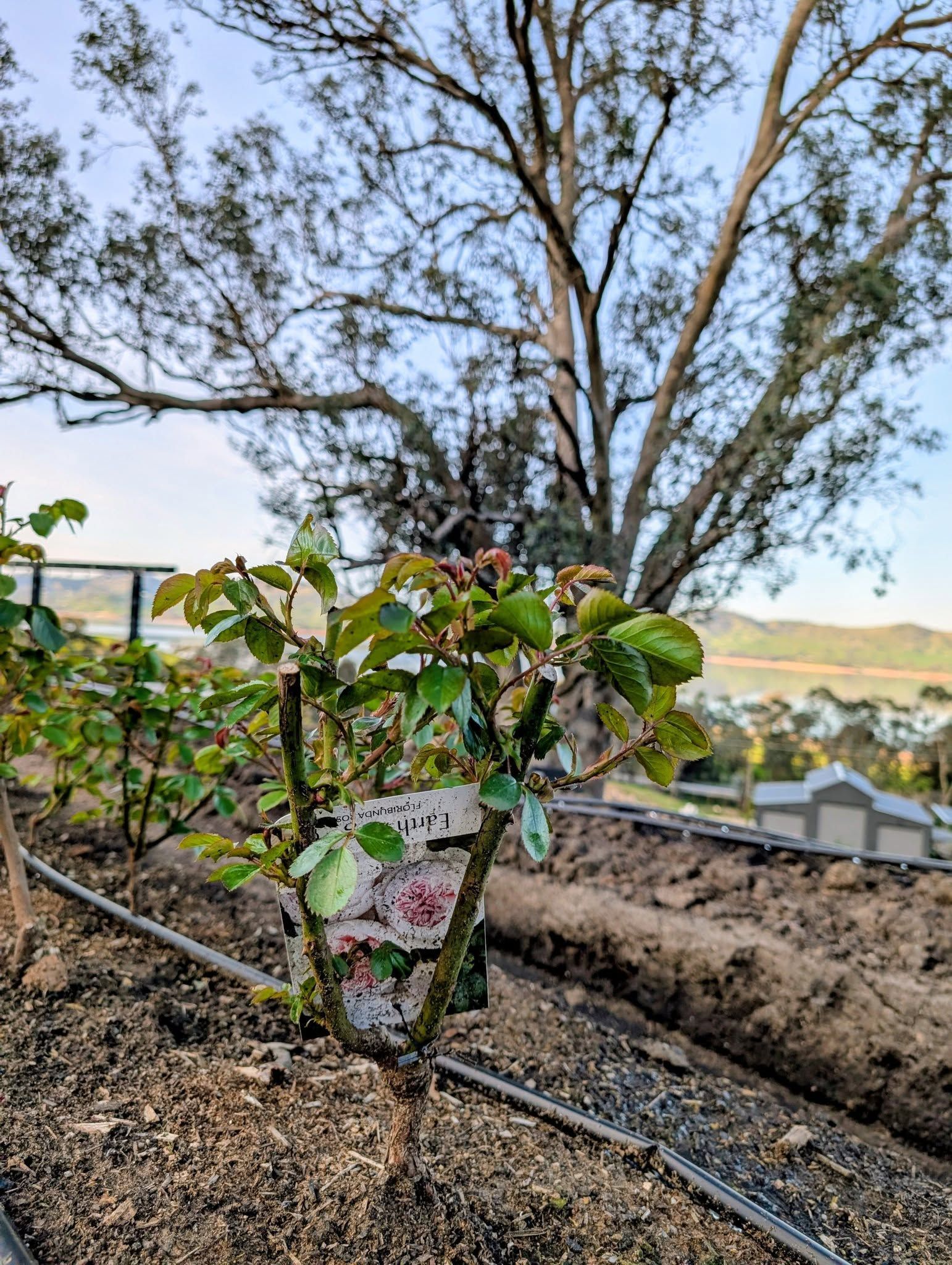 A Young Rose Bush With Pink Blooms in a Garden, Set Against a Backdrop of a Tree and Distant Hills — Hello Poppy Lane Florist In Albury, NSW
