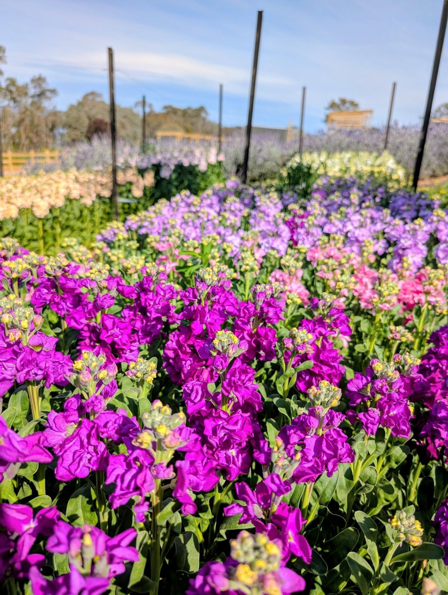 Rows of Colorful Stock Flowers in a Sunny Field, Ranging From Purple to Pink to White — Hello Poppy Lane Florist In Albury, NSW