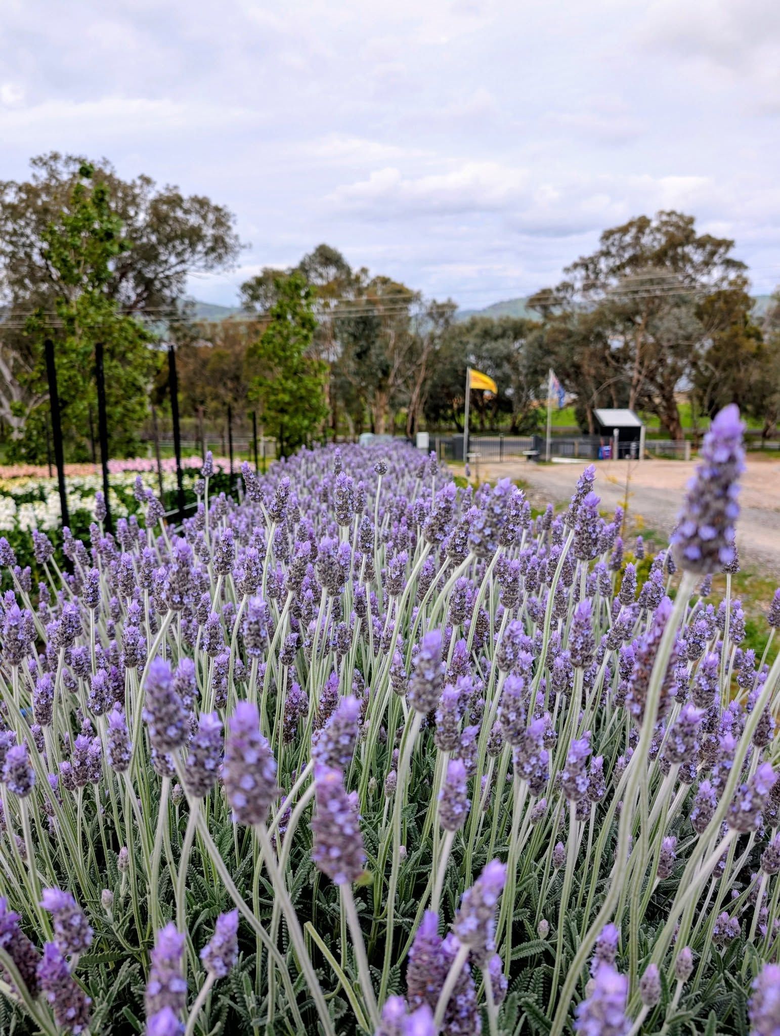Rows of Purple Lavender Flowers Lead to Trees and a Cloudy Sky in a Rural Setting — Hello Poppy Lane Florist In Albury, NSW