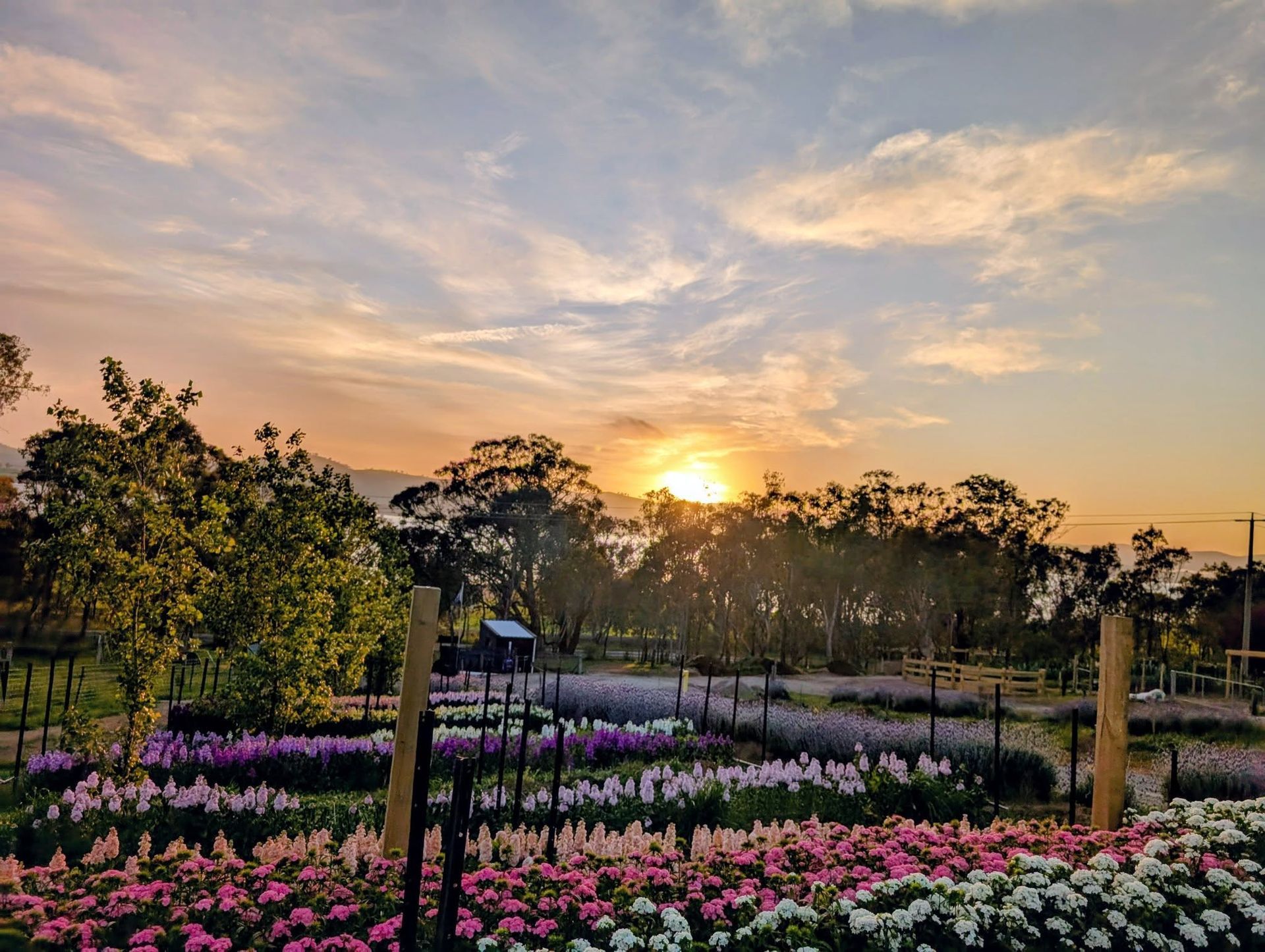 Sunset Over a Flower Garden With Pink, Purple, and White Blooms — Hello Poppy Lane Florist In Albury, NSW
