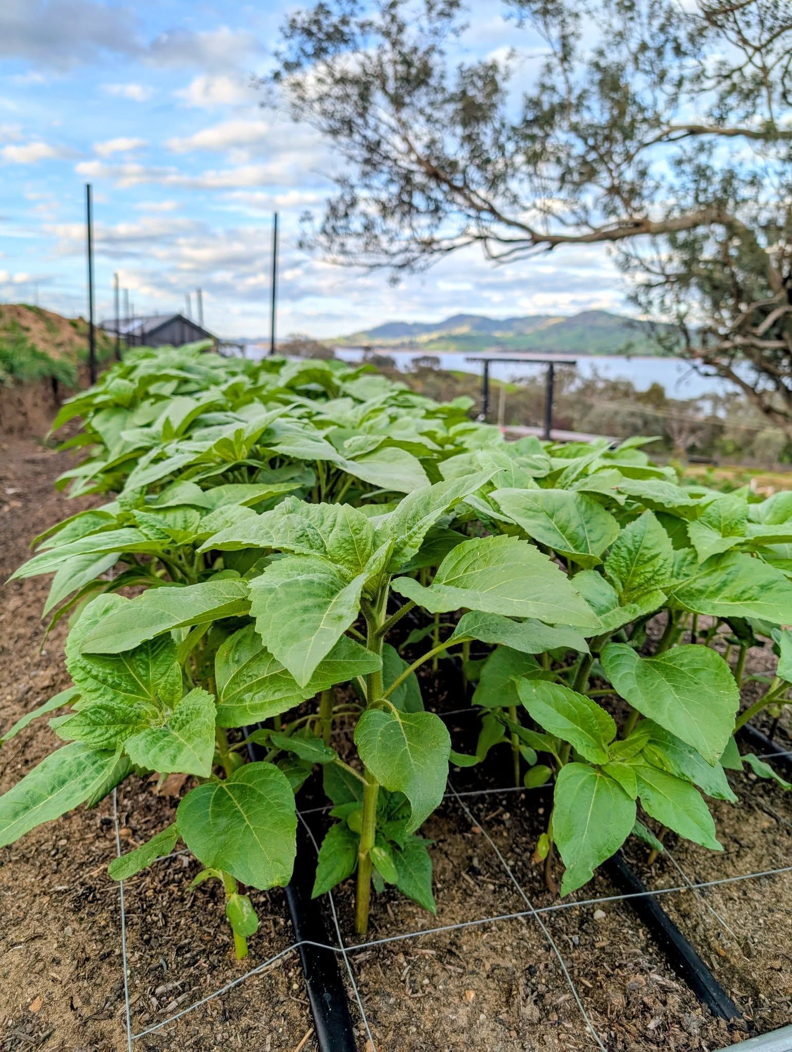 Row of Green Leafy Plants Growing in a Garden, With a Water Line — Hello Poppy Lane Florist In Albury, NSW