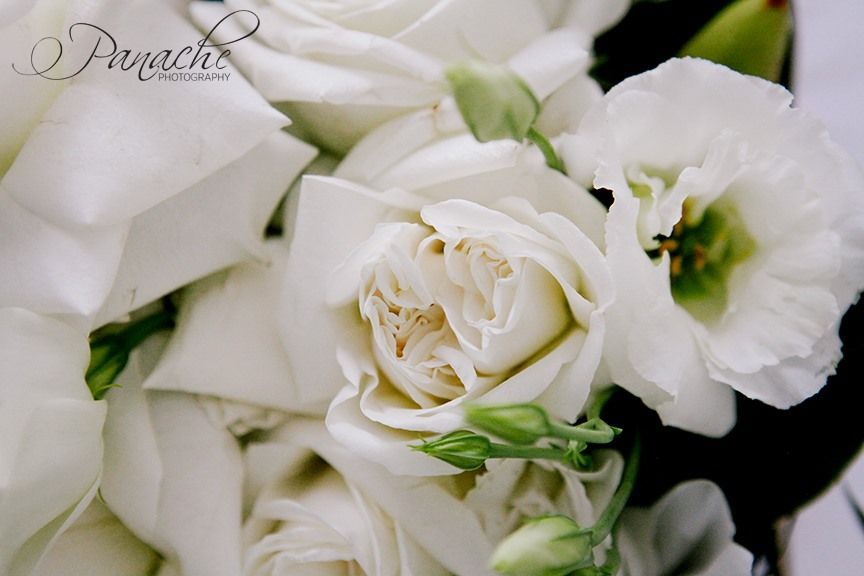 A Close Up of a Bouquet of White Flowers With the Word Provence on the Bottom — Hello Poppy Lane Florist in Rutherglen, NSW