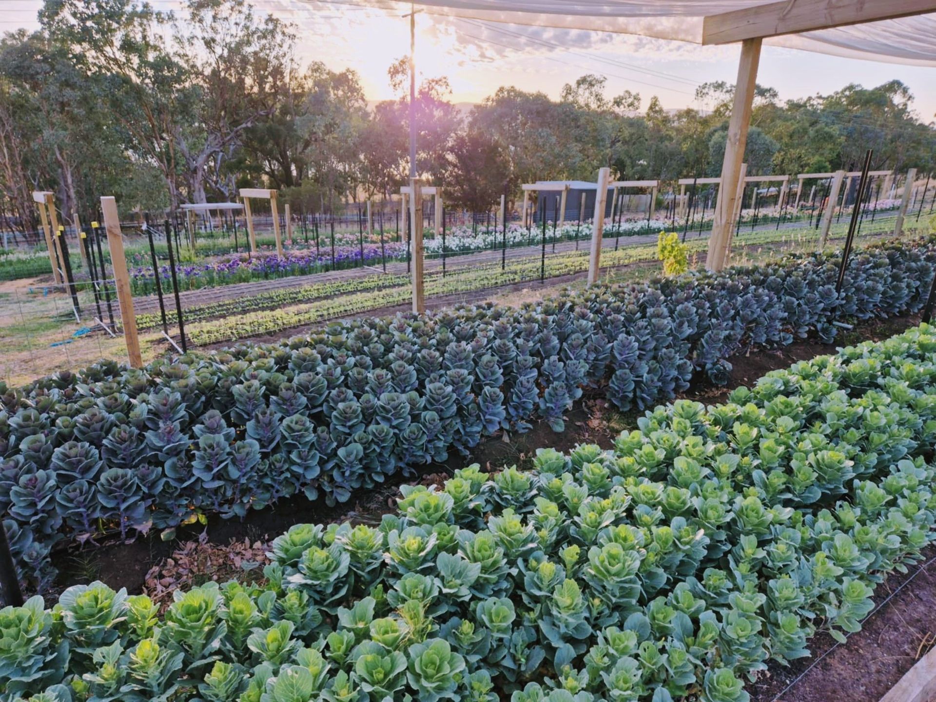 Rows of leafy green and purple cabbages and other vegetables in a garden, with netting overhead — Hello Poppy Lane Florist In Albury, NSW