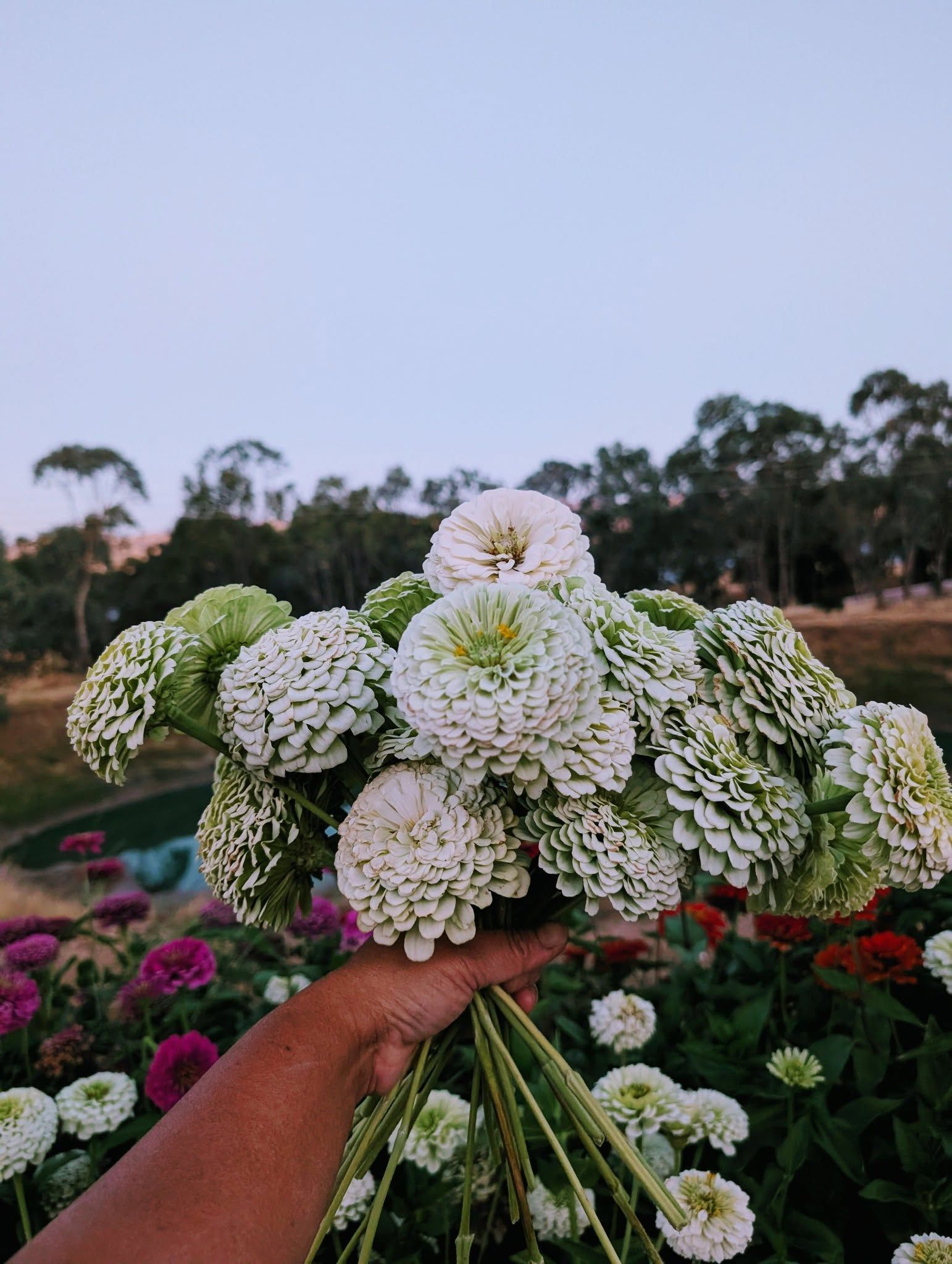 Hand holding a bouquet of white and green zinnias, with more flowers and trees in the background — Hello Poppy Lane Florist In Albury, NSW