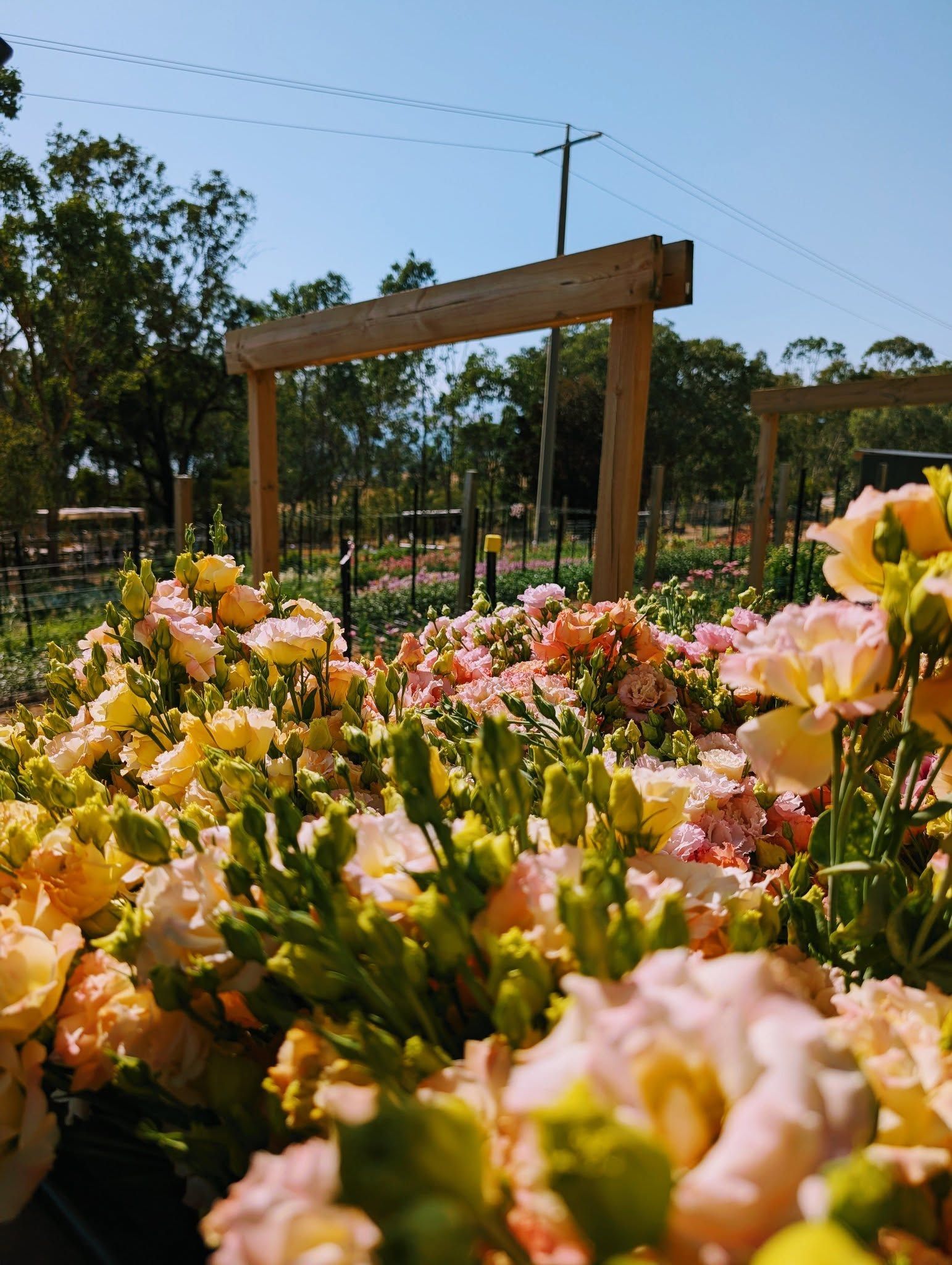 Bouquet of pale pink and yellow flowers in a sunny garden with wooden archway — Hello Poppy Lane Florist In Albury, NSW