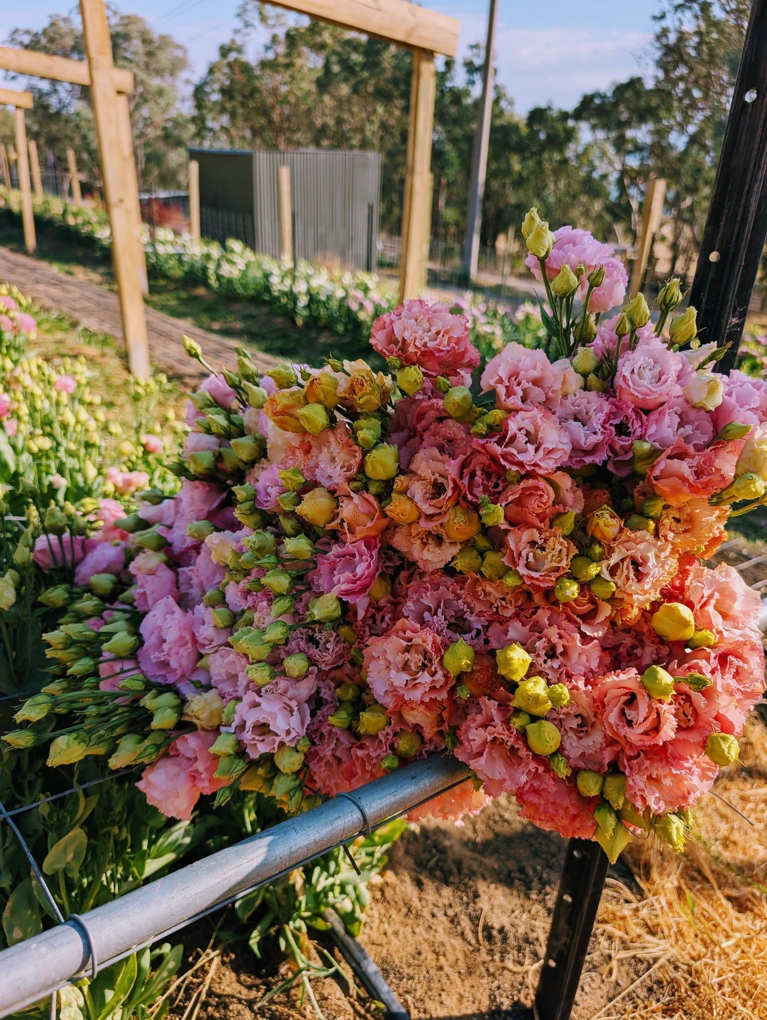 Large bouquet of pink and yellow flowers held outdoors near a fence and wooden structure — Hello Poppy Lane Florist In Albury, NSW