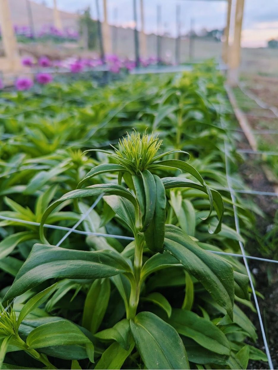 A Bunch of Green Plants Are Growing in a Greenhouse — Hello Poppy Lane Florist in Albury, NSW