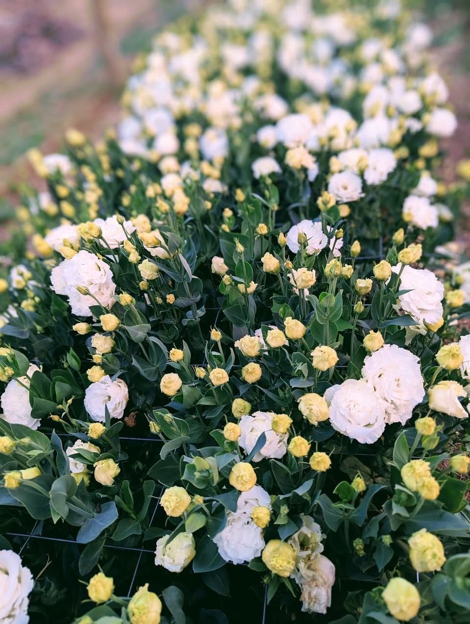 A Bunch of White and Yellow Flowers Are Growing in a Garden — Hello Poppy Lane Florist in Albury, NSW