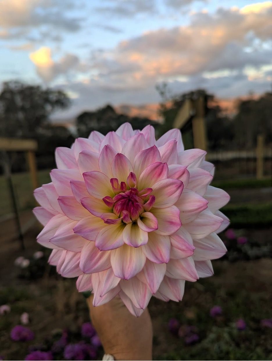 A Person is Holding a Pink Flower in Their Hand — Hello Poppy Lane Florist in Albury, NSW