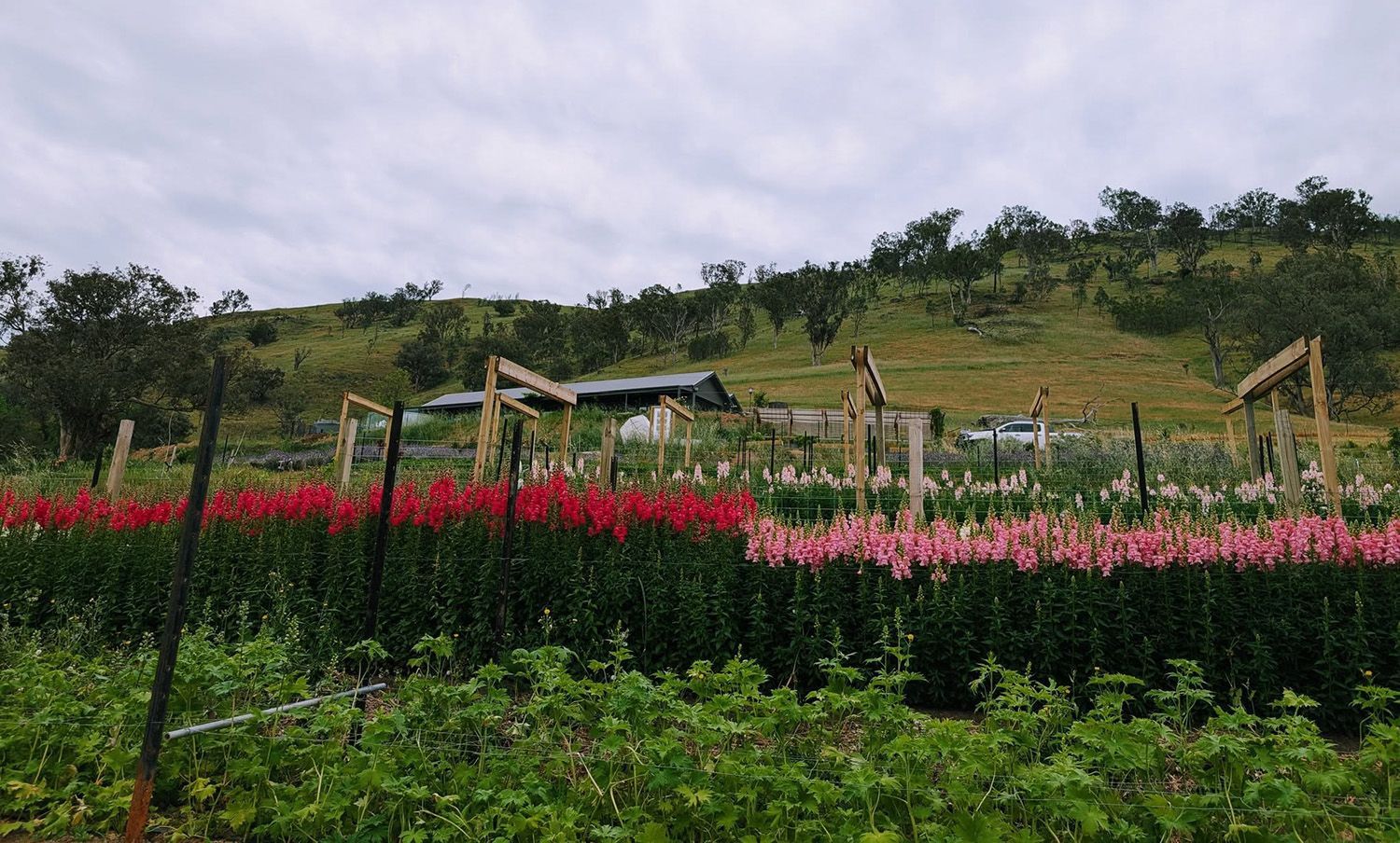 A Field Of Vibrant Red And Pink Flowers With Wooden Trellises