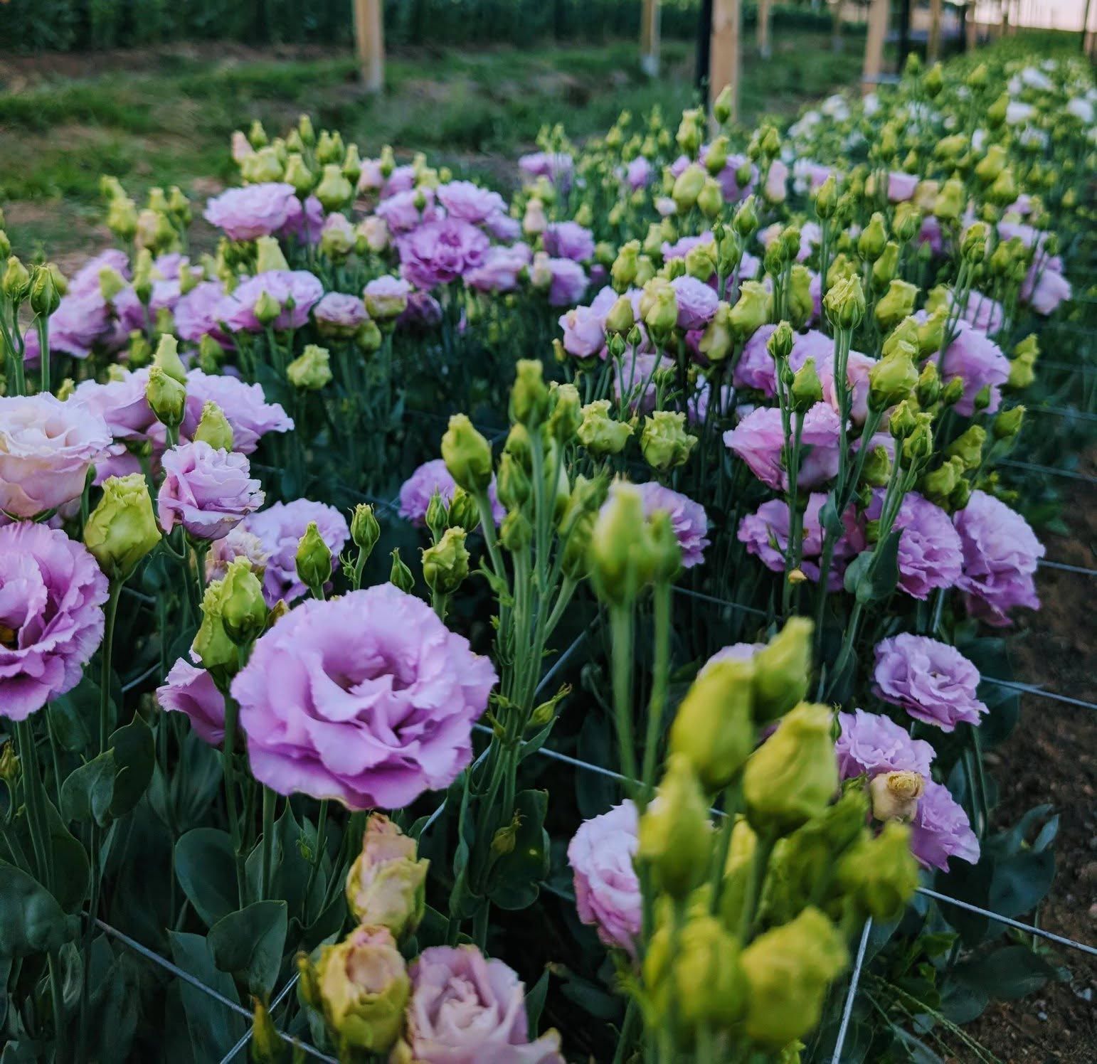 Fresh Flower Blooms On The Field